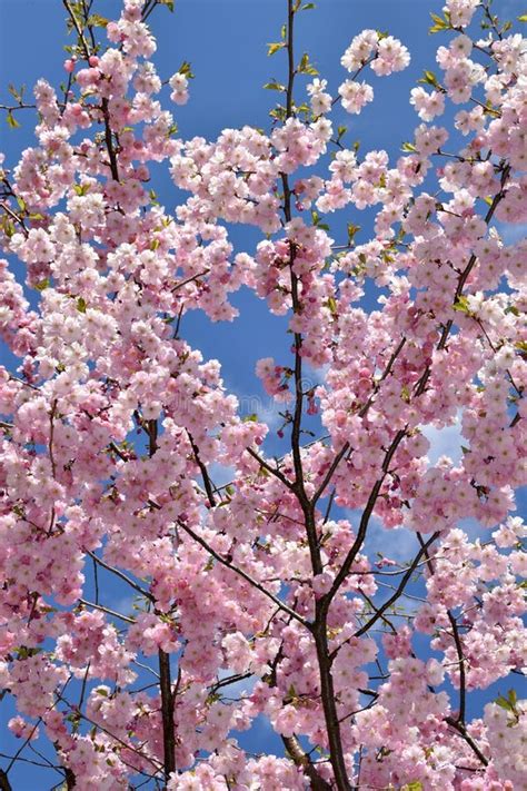Japanese Cherry Sakura Tree Blooming Stock Image Image Of Sunny