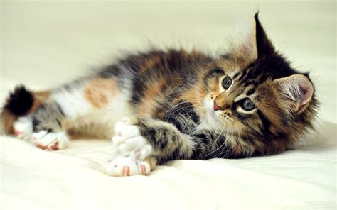Don't forget that maine coons continue to grow. The Weight Range For Maine Coons - What You Need To Know ...
