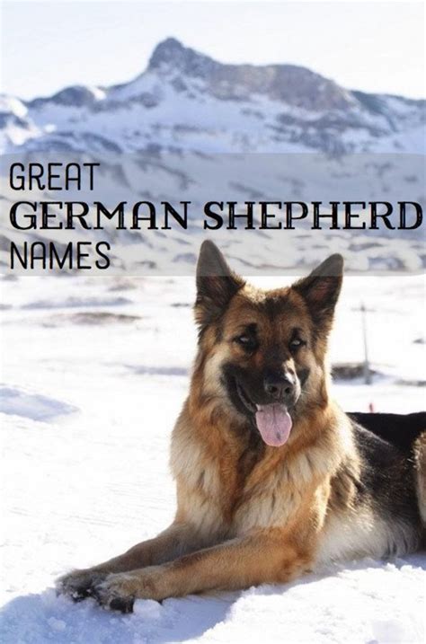 88 German Shepherd Dog Names Boy L2sanpiero