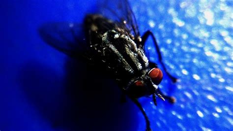 Free Stock Photo Of Black Fly Download Free Images And Free Illustrations