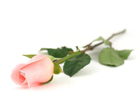 Single Long Stem Rose Pic Stock Photos Pictures And Royalty Free Images