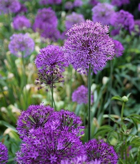 Plant Alliums This Fall To Add Variety Beauty To Your Garden