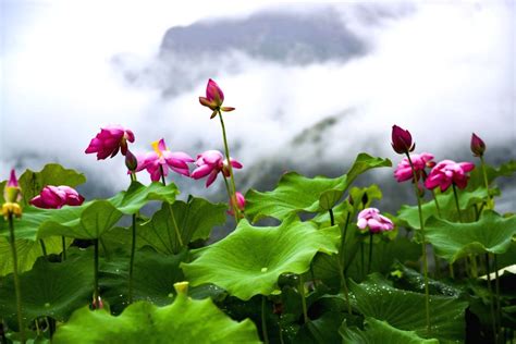 China Summer Lotus Flowers