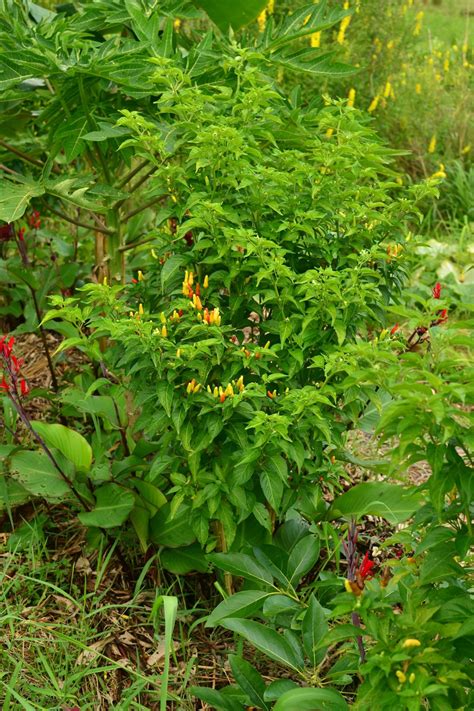 Hawaiian Hot Pepper Capsicum Frutescens Tropical Self Sufficiency