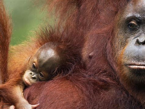 Orangutan Species Wwf