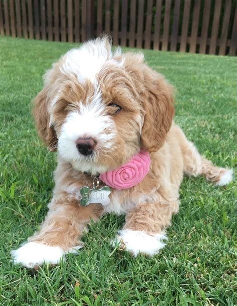 Description of goldendoodle colors in detail, including red, golden, cream, black, chocolate, and multi colors. Goldendoodles