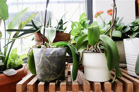 How To Care For Orchids Indoors Orchid Care Growing Orchids Indoor