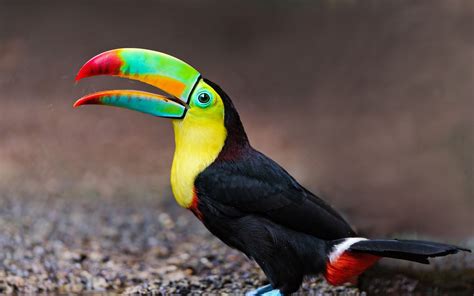 Toucan Tropical Exotic Colored Birds Colorful Beak Yellow Breasts Full