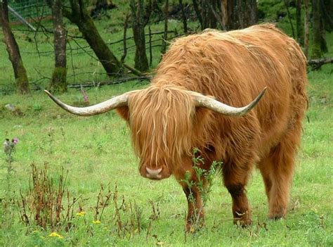Highland Cattle Also Known As Hairy Coo Or Hielan Coo An Ancient