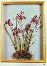 Dried Flower Crafts Pictures