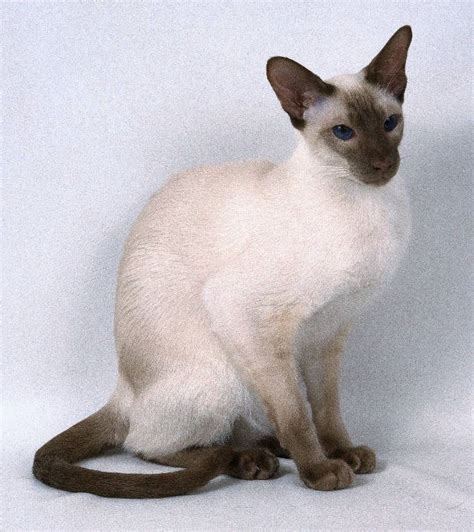 beautiful chocolate point siamese cat this is a short hair cat cat breeds siamese cats