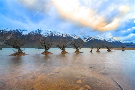 Famous Willow Trees Glenorchy New Zealand Royalty Free Stock Photos