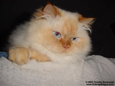 If both parent cats are definitely diluted (blue, cream or blue cream), the offspring cannot be a flame point. Free Flame Point Himalayan Wallpaper - Download The Free ...