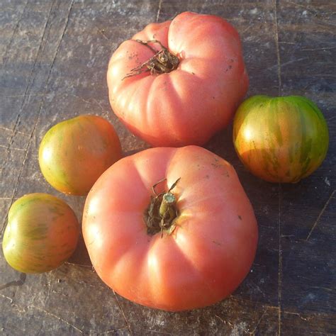 Buy Beefsteak Tomato Or Solanum Lycopersicum Brandywine Tomato