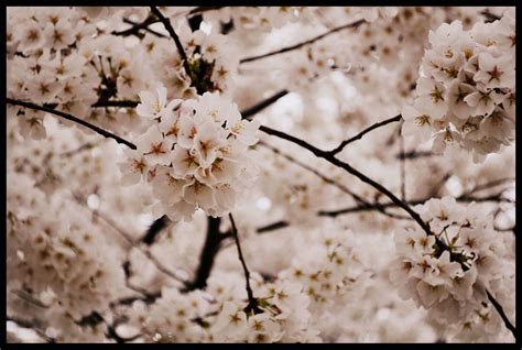 Fond d écran fleur de cerisier printemps branche plante flore