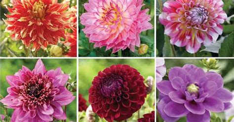 Know Your Dahlias Flower Styles And Sizes Dahlia Gardens And Flowers