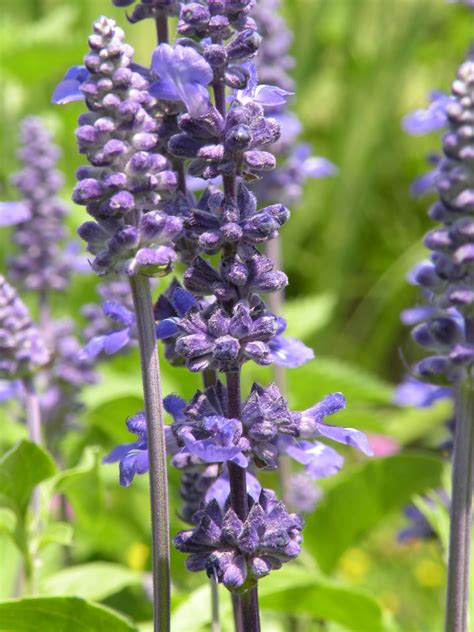 Transplants are usually available through about july 1 and later for annuals growing in larger containers. Mary's Louisiana Garden: Victoria Blue Salvia