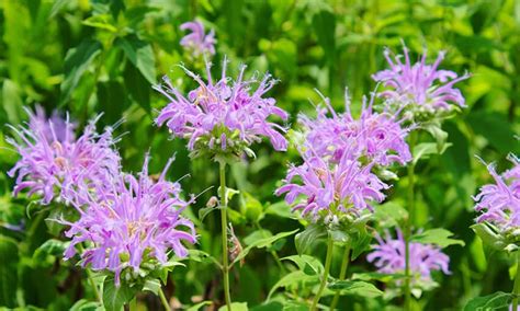 This unsung native shrub attracts bees, butterflies and birds with its fragrant foliage and petite white flowers. The Best Potted Flowers to Attract Hummingbirds - Wild ...