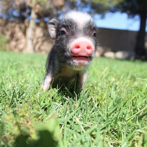 Piggyfriendly On Instagram Do You Want To Have A Pet Pig Tag The