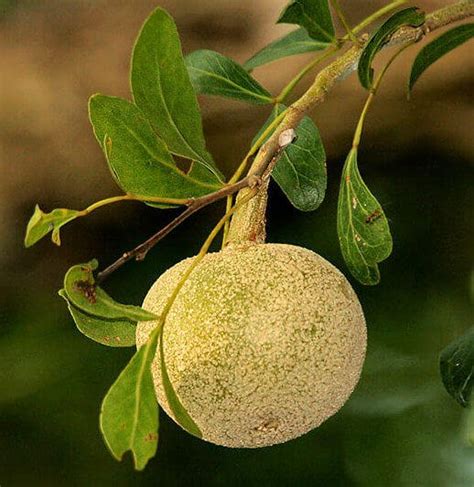 Wood apple - fruit garden, Healthiest fruit plant to grow at home