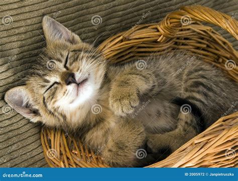 Cat In The Basket Stock Photo Image Of Eyes Beautiful 2005972
