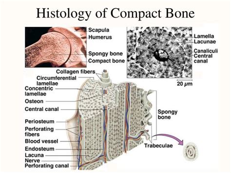 Bone Cross Section Histology Anatomy