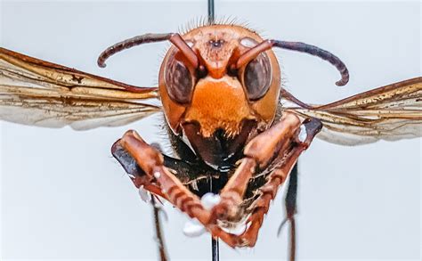 From Ship To Shore Sightings Of Asian Giant Hornets In Canada’s West Coast National
