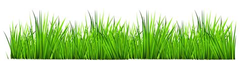 Grass Png Clipart png image