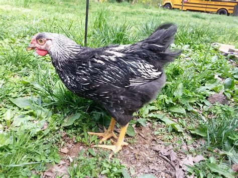 3 Month Old Silver Laced Wyandotte Backyard Chickens Learn How To