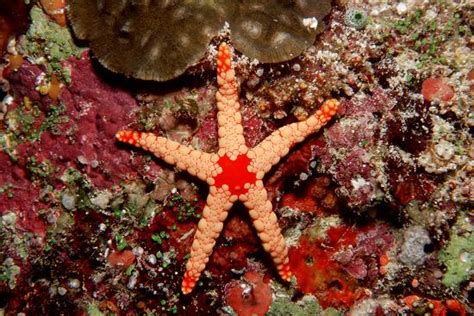Red Mesh Starfish Fromia Monilis Indian Ocean Photographic Print