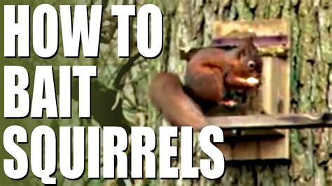 How To Bait Squirrels Youtube