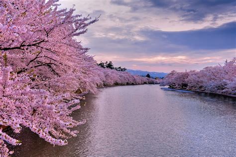 Cherry Trees Along The River