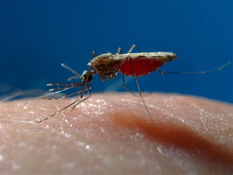 Drug Resistant Malaria Turns Up In The Uk Knau Arizona Public Radio
