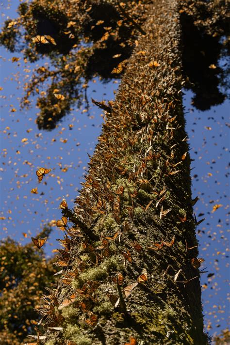 a kaleidoscope of monarchs marveling at one of nature s greatest journeys research news