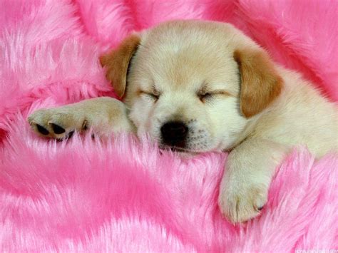 🔥 Download Cute Dog Wallpaper By Jessicataylor Beautiful Dog