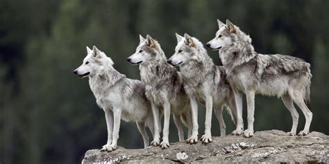 Wolf Pack Wallpapers Top Free Wolf Pack Backgrounds Wallpaperaccess