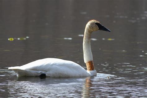Swans are an experimental rock band formed in 1982 by michael gira. Trumpeter Swans with 'captive' neck-collars in PA by Alex ...