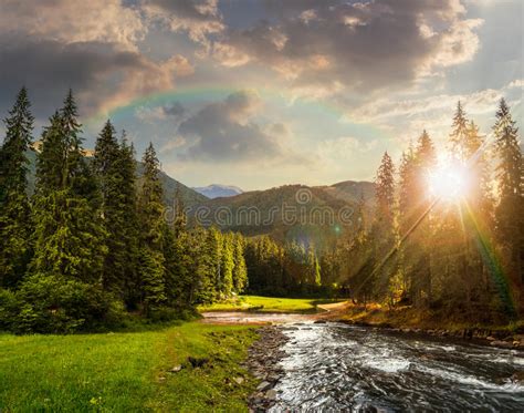 Mountain River In Pine Forest At Sunset Stock Photo Image Of Calm