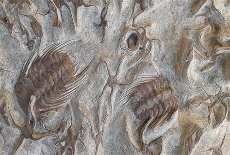 How Fossils Form Earthdate