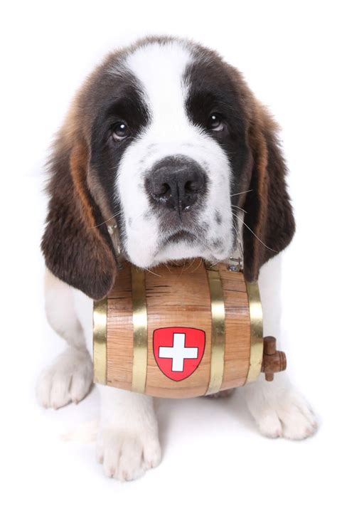 A Saint Bernard Puppy With Rescue Barrel Around The Neck Saint