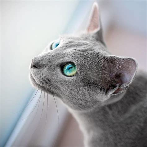 these gorgeous russian blue cats have the most mesmerizing eyes bored panda russian blue cat