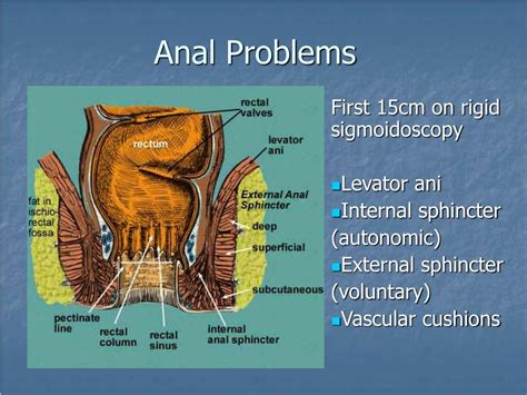 Ppt Anal Problems Powerpoint Presentation Free Download Id161956