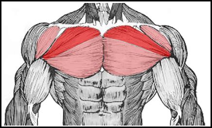 Muscle diagram, most important muscles of an athletic black man, anterior and posterior view, male body. workout - kofitness2010