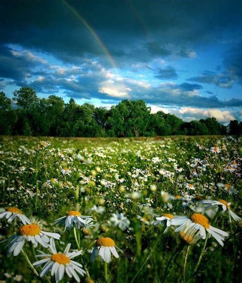 All Newest Pixdaus Flower Landscape Rainbow Flower Field