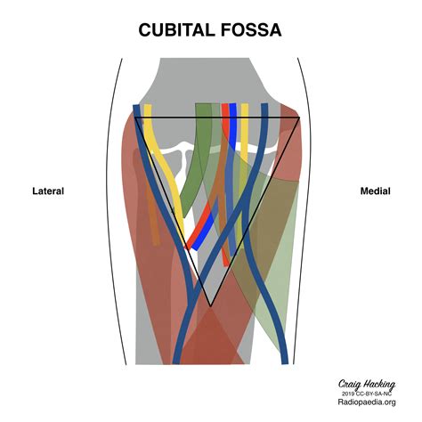 Cubital Fossa Diagram Image