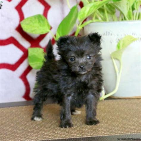 Pomapoo Puppies For Sale Greenfield Puppies