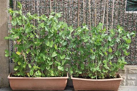 How To Plant And Grow Snow Peas Gardeners Path