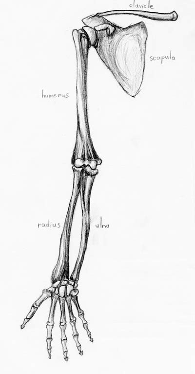 Bones Of The Upper Limb By Zexia On Deviantart In 2023 Human Anatomy