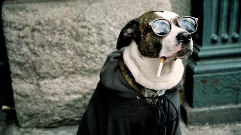 Free Download Funny Dog Smoking Cigarette Sun Glasses Hd Wallpaper