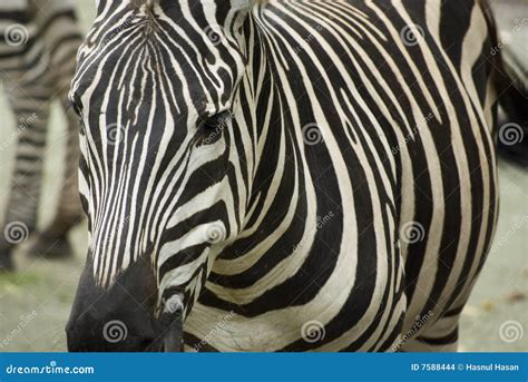 Zebra Stripes Royalty Free Stock Photo 7502223